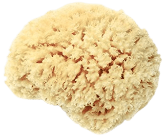 Lather Natural Sea Wool Sponge